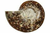 Polished Ammonite (Cleoniceras) Fossil - Madagascar #205084-1